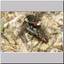 Metopia sp - Fleischfliege 01b 6mm.jpg